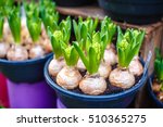 Tulip Bulbs In Pot In Amsterdam ...