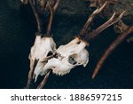 Roe Deer Skulls With Antlers On ...