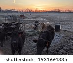 Cows Feeding Time At Sunrise ...