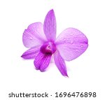 Beautiful purple orchid ...