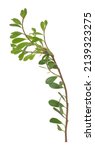 Small photo of Bearberry, Arctostaphylos uva-ursi plant isolated on white background
