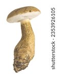 Small photo of Bitter bolete, Tylopilus felleus isolated on white background. This mushroom has a bitter taste and is considered inedible.