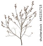 Small photo of Sweetgale, Myrica gale isolated on white background