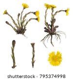 Collection Of Coltsfoot ...