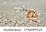 Maldives Wildlife Beach Hermit Crab Animal Shell Seashell White Beach Macro Sunny Day