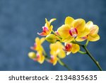 Blooming lovely yellow orchids. ...