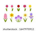 Spring Flowers Isolated On...