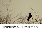 Crow Sitting On A Limb Of A Tree