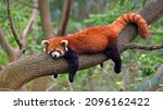 Red panda at the Chengdu Panda Base in Sichuan province, China