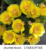 Yellow Prickly Pear Cactus...