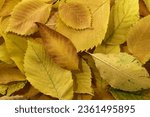 Yellow autumn leaves in a...