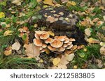 Mushrooms In The Autumn Forest