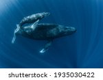 A Humpback Whale In Okinawa
