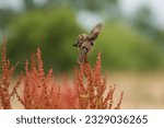 Small photo of Stonechat saxicola rubicola perched on field sorrel rumex acetosella