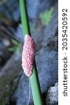 Small photo of Pink egg cluster of golden snail, a freshwater conch or telur keong mas