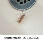 House centipede looking for food