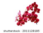 Lush blooming dark red orchid...