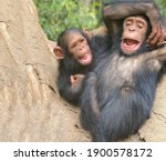 A Pair Of Primates Cheerful...