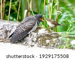A Small Gray Bird Feeds A Large ...