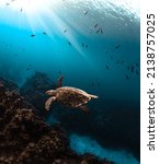 An Amazing Sea Turtle Swims...