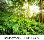 Forest Nature Background. Fern...