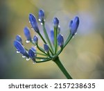 Agapanthus With Drops In Garden