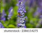 Small photo of Lavender fields bees swarming flowers Bees swarming on lavender flowers