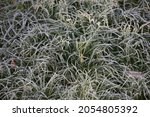 morning frost on the grass. hoarfrost grass. dew on the grass. frosty morning
