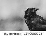 Portrait Of Crow In The Rain