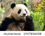 Panda eating shoots of bamboo....
