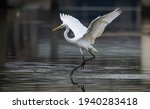 Great White Egret Fishing On A...