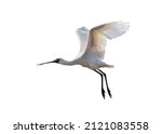 Black Faced Spoonbill Isolated...