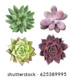 Collection Of Succulent Top...