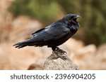 Small photo of Calling Common Raven (Corvus corax) standing with open beak on a stone in Fuerteventura, Canary Islands