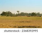 Small photo of rice fields that are turning yellow due to the long dry season in the equatorial area.