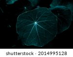 Nasturtium Leaf  Neon Glow Of...