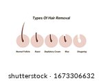 vector education for hair types ... | Shutterstock .eps vector #1673306632
