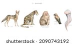 Watercolor Wild Animals Letter...