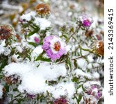 Frosted Purple Aster With Snow...
