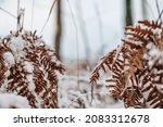 Dry Brown Fern With First Snow...