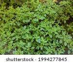 Artilerry Plant or Pilea microphylla also known as rockweed, artillery plant, gunpowder plant or brilhantina very beautiful small leafy green plants good for background. 