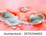 Fungal spores in the liquid. Viral bacterium in the blood.Fungal infection. Distribution and multiplication of fungi and bacteria. Virus attack