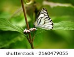 White Butterfly  Pieris...