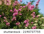 Small photo of Lagerstroemia speciosa flowers, also known as giant myrtle, pride of India, queen flower is native to tropical areas of South Asia. Deciduous tree with bright pink flowers. Crape Myrtle, Crapemyrtle.