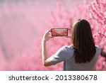 Back view portrait of a woman taking photo of a landscape with a smart phone in springtime in a pink flowered field
