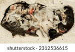 Small photo of Gruesome top down shot of dead cat(s) shot against a textured white background.