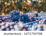 Wine making, harvest. Blue vine grapes. Grapes for making ice wine in the harvesting crate. Detailed view of a frozen grape vines in a vineyard in autumn, Hungary