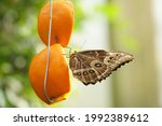 Buckeye Butterfly Sitting On An ...