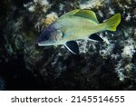 Small photo of Underwater view of Brown meagre fish, Sciaena umbra, Mediterranean sea, Lampedusa,Italy