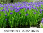 Small photo of Pond in Japanese garden filled with purple Iris ensata, Japanese iris or Japanese water iris (hanashobu), a perennial plant with elongated leaves surrounded by Japanese Wisteria and other trees